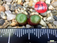 Conophytum minutum ssp.nudum Holriver H5141-2두(코노피튬 누덤7.13) 코노피튬