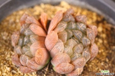 자옥로 (SF1431) 다육식물