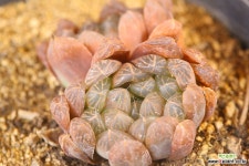 자옥로 (SF1431) 다육식물