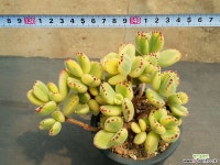 웅동자금 5-42 다육식물