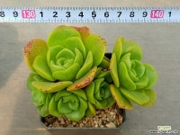 릴리패드 5-138 다육식물