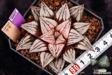 태백호(太白虎)-06-04-No.4501 하월시아