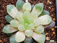 호박옵튜샤금 9107-4402 다육금