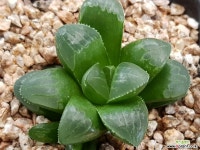 하월시아 9107-4407 하월시아