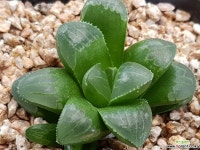 하월시아 9107-4407 하월시아