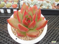 헬리오스7-704 다육식물