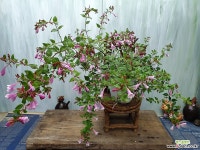 분홍댕강 야생화