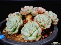 라엔53 다육식물