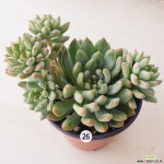 블루엘프26 다육식물