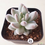 사랑미인21 다육식물