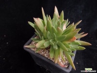 글라우카스488 다육식물