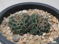 gymnocalyium  asterium  봉두 선인장