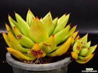 먼디 55 다육식물