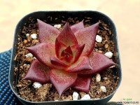 루밍 13-237 다육식물