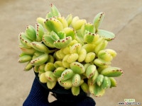 웅동자금 13-238 다육식물