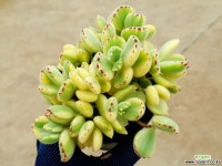 웅동자금 13-238 다육식물