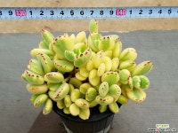 웅동자금 13-238 다육식물