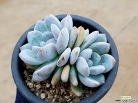 오렌지먼로 13-254 다육식물