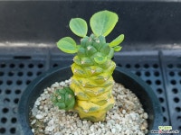 리치아이금5 다육식물