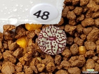 클립폰테인9 Conophytum minimum wittebergense RR714 Klipfontein) 48 코노피튬