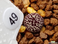 클립폰테인9 Conophytum minimum wittebergense RR714 Klipfontein) 49 코노피튬