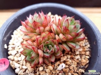 여우별 다육식물