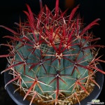 대품 신선옥 실생 2 선인장