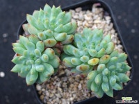 블루엘프 군생 S0698 다육식물