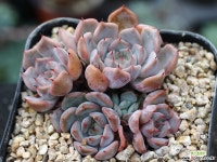 자라고사sp 군생 S0700 다육식물