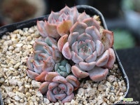 자라고사sp 군생 S0700 다육식물