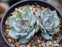 도태랑 군생 S0728 다육식물