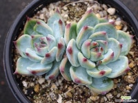 도태랑 군생 S0728 다육식물