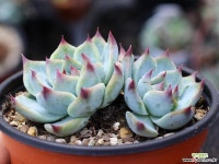 도태랑 군생 S0728 다육식물