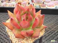 프랭크슈퍼클론7-1338 다육식물