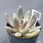 0730-258 천원상품