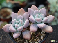 오팔리나 군생 S0734 다육식물