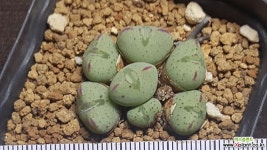 C. ectypum ssp . (움다우스) 리톱스/메셈