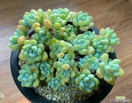 라울 한몸묵은둥이 다육식물