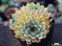 골든베어 군생 S0763 다육식물