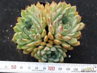 골든베어 군생 S0763 다육식물