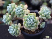 라울 적심군생 S0810 다육식물