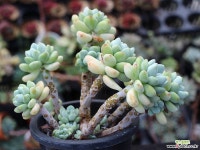 라울 적심군생 S0810 다육식물