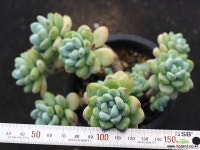 라울 적심군생 S0810 다육식물