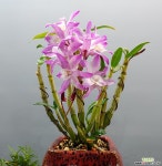 경홍(국산토기7호완성분) 석곡