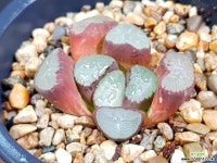 마경만상(중묘) 69-27 하월시아