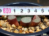 마경만상(중묘) 69-27 하월시아