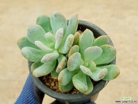 신데렐라 22-355 다육식물