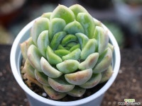 세뉴라 S0804 다육식물