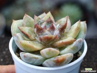 트롬소 S0821 다육식물