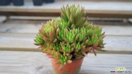 와송 0807-15 바위솔